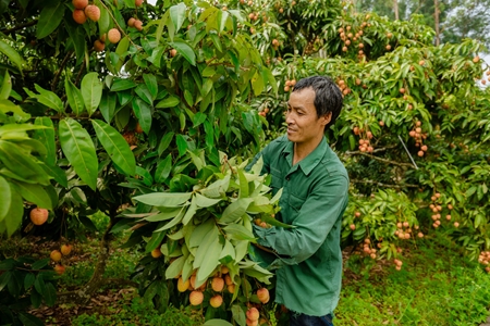 Bắc Giang: Vải thiều sớm xuất khẩu được mùa, được giá