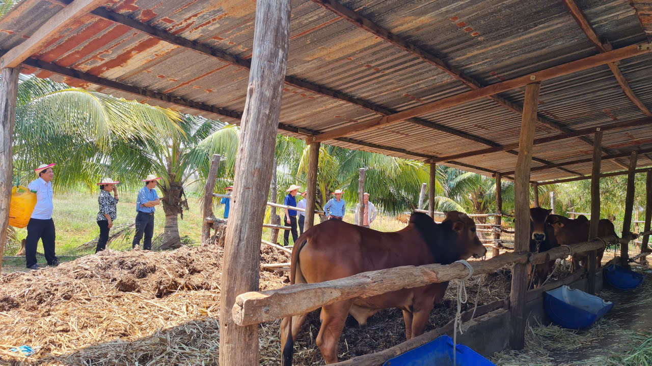 Khánh Hoà triển khai thực hiện dự án chăn nuôi bò tuần hoàn thích ứng với biến đổi khí hậu năm 2026