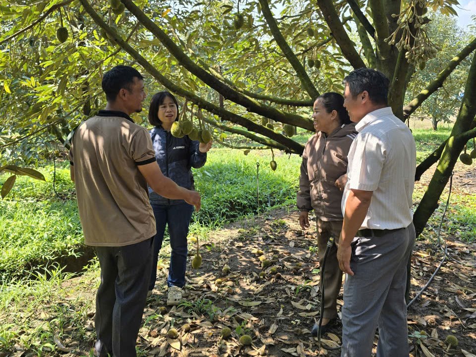 Triển khai công tác chọn điểm, chọn hộ dân thực hiện Mô hình thâm canh sầu riêng theo Gap năm 2026 tại xã Khánh Sơn
