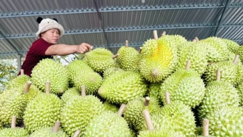 Sầu riêng Việt và 'tấm thẻ xanh' vào thị trường lớn nhất