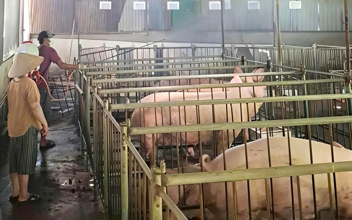 Khánh Hòa siết chặt phòng dịch lở mồm long móng chủng SAT1