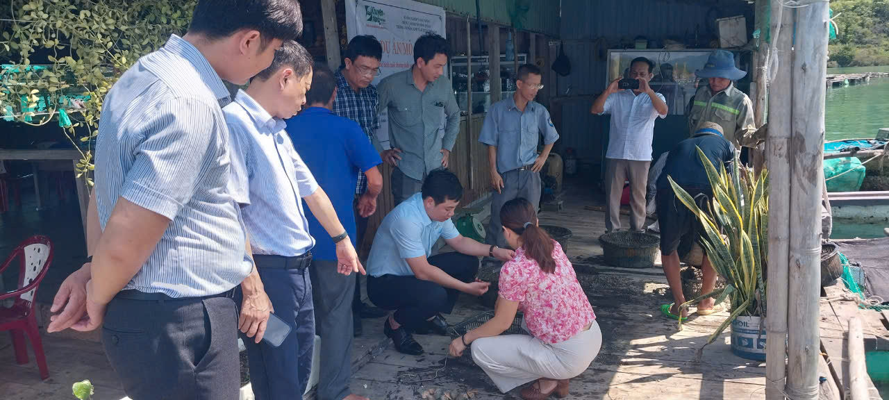 Nuôi ngao hai cùi thương phẩm: Hướng đi mới cho phát triển nuôi biển bền vững